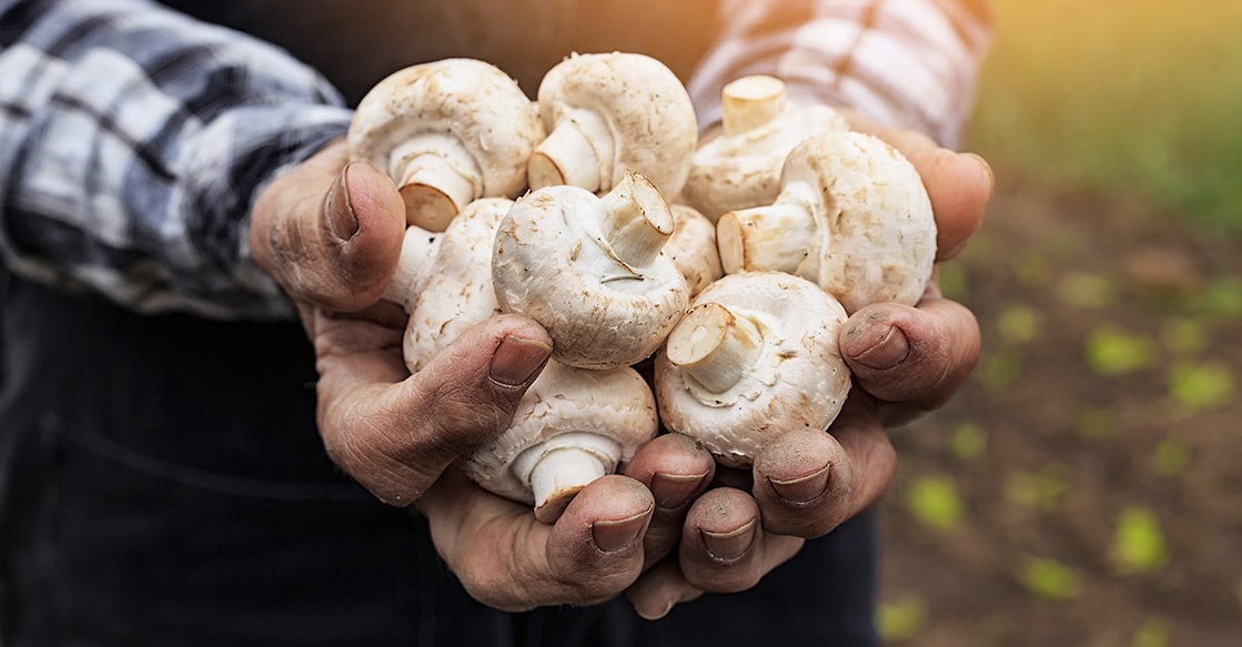 mushroom-main Representational Image. Photo: iStock/ valentinrussanov