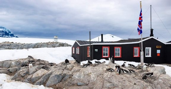 Gentoo penguins at the Port Lockroy Antarctic Base