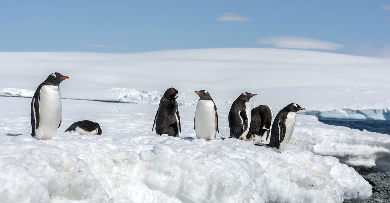 Group of gentoo penguin (Pygoscelis papua) at the Greenwich Island in the South Shetland Islands, Antarctica. Photo: Shutterstock/ANDRE DIB