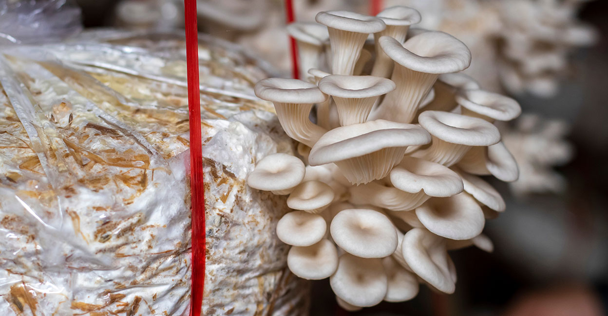 Mushroom farming. Photo: Shutterstock/7G Studio