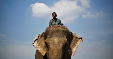 Getting the most out of Indian 'elephant' economy