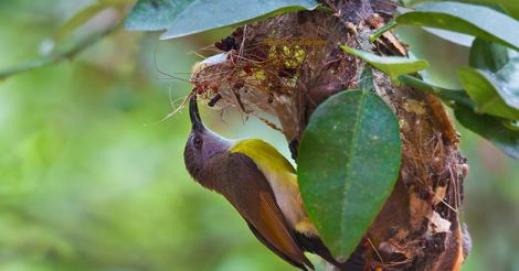 Purple rumped sunbird