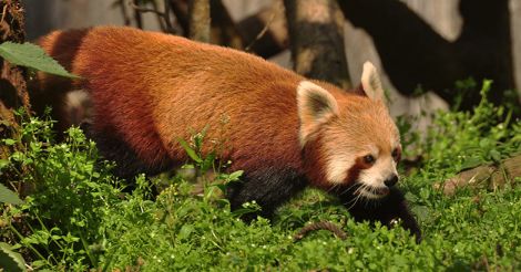 Red Panda