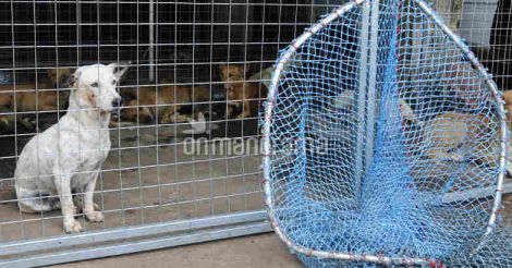 stray-dog-caged