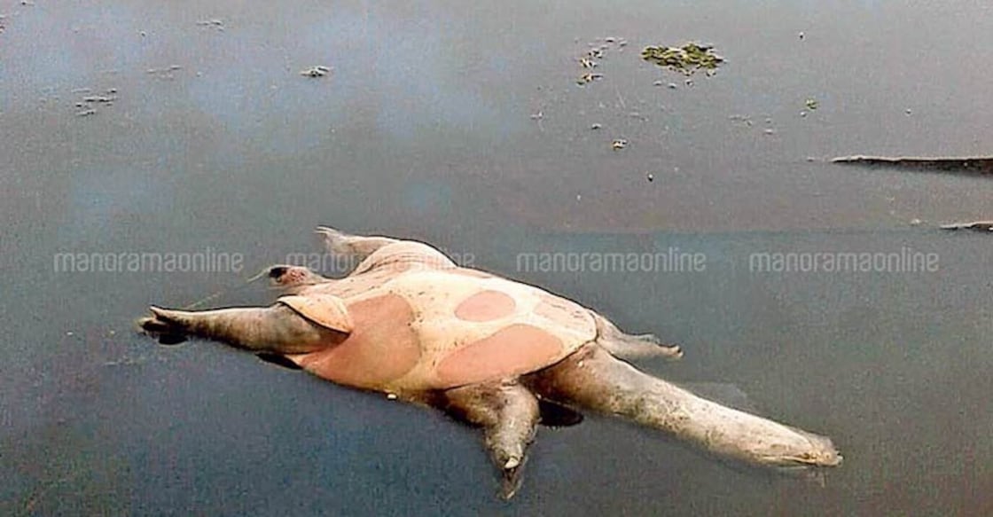 Mass casualties of white tortoises: Alarm in Upper Kuttanad Mass casualties of white tortoises: Alarm in Upper Kuttanad