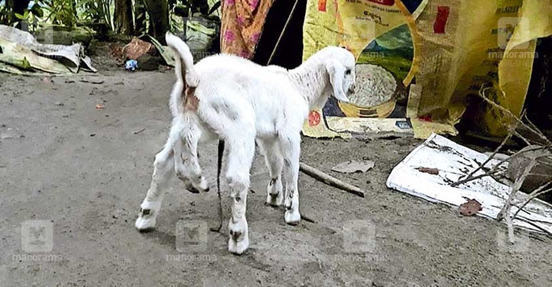 Six-legged newborn goat startles Alappuzha village