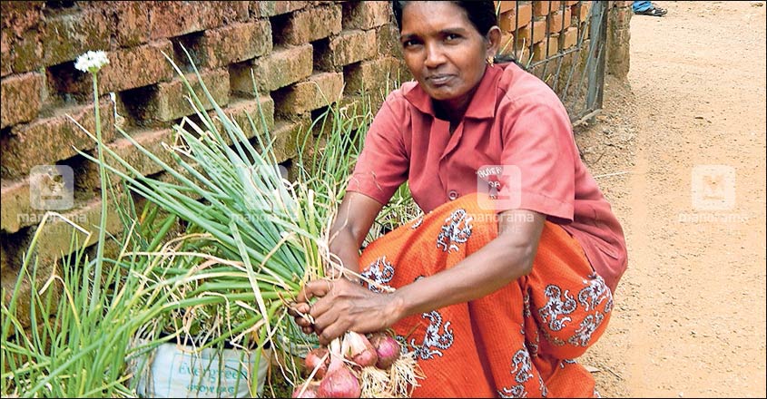 Try raising onions in backyard to save your pennies Try raising onions in backyard to save your pennies