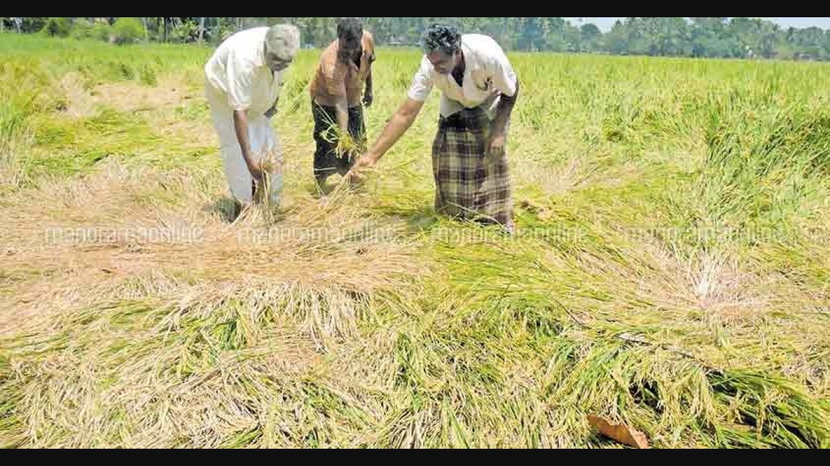 rice field harvest kerala