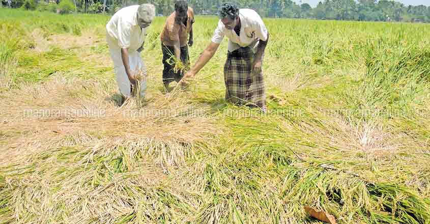 After the flood, the drought: Acres of paddy wither away in Upper Kuttanad