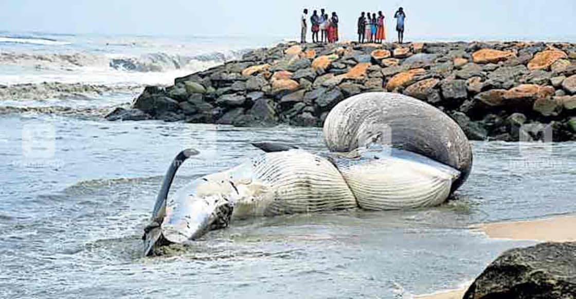 Carcass of elephant seal washes ashore on Cherthala beach