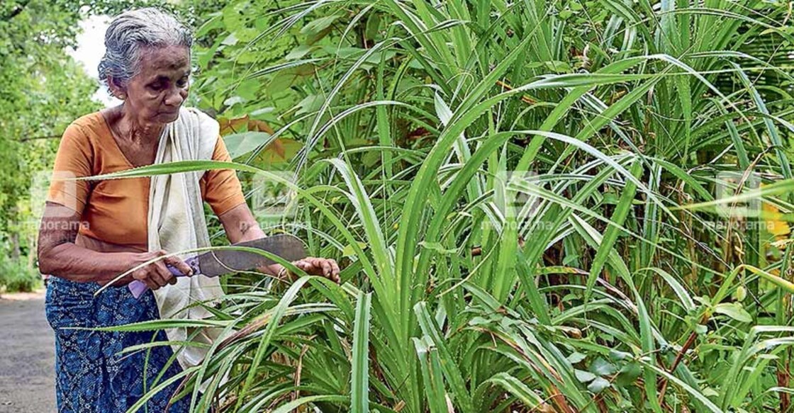 Novel project likely to revive demand for screwpine mats