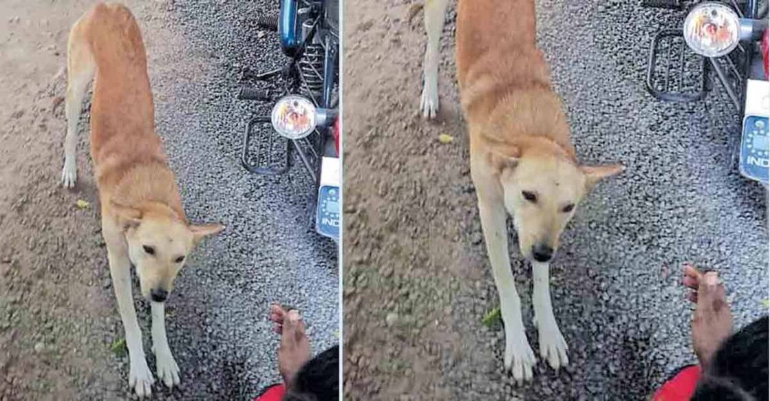 Stray dog's barks save man from likely watery grave
