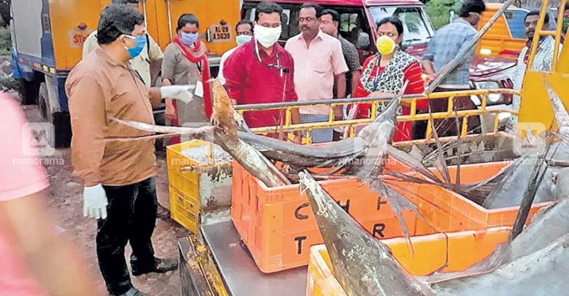 Officials seize, destroy 550 kg stale fish Officials seize, destroy 550 kg stale fish