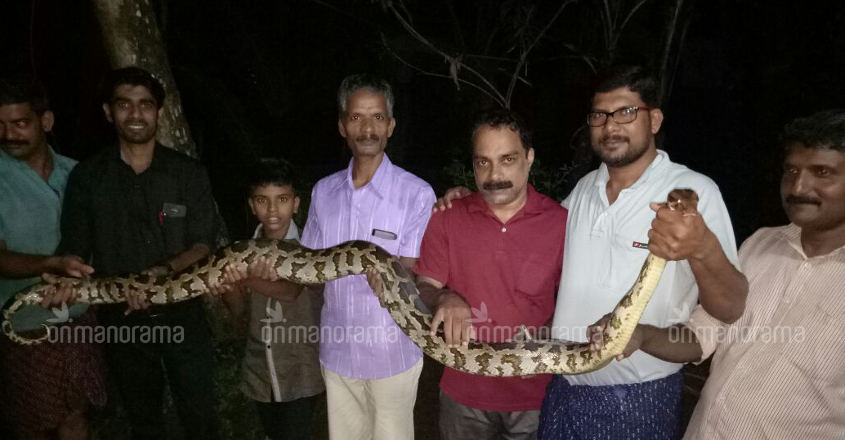 Python caught from house compound in Muvattupuzha