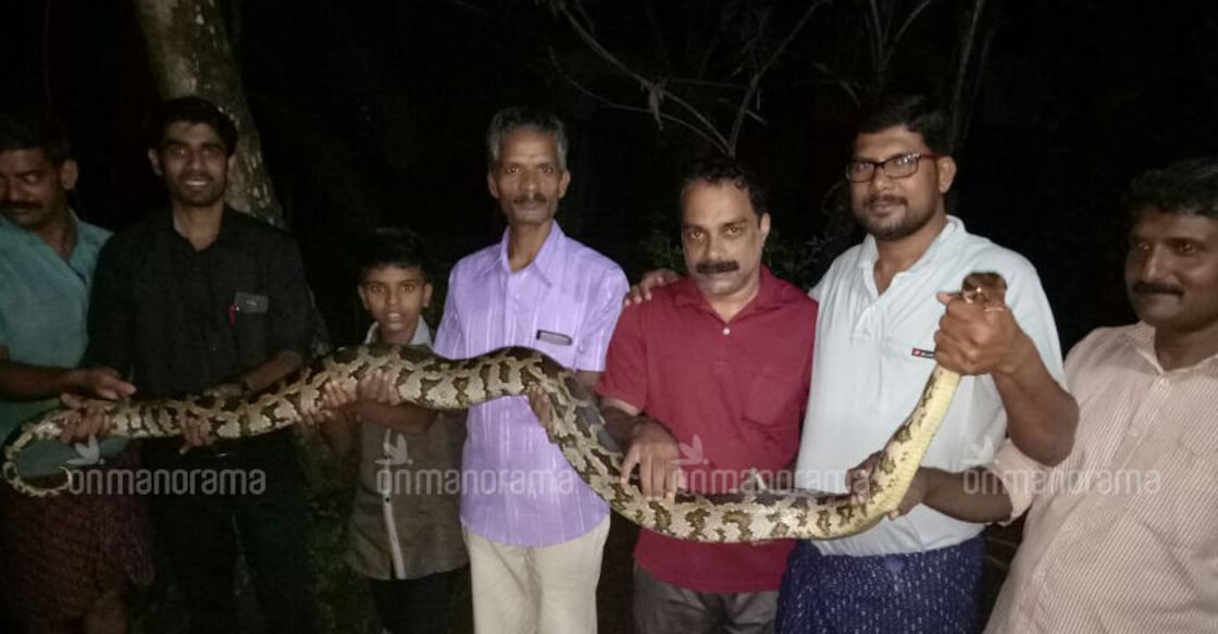 Python caught from house compound in Muvattupuzha Python caught from house compound in Muvattupuzha