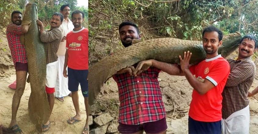 Exotic fish spotted in Kerala after floods | Arapaima Kerala | Kerala ...