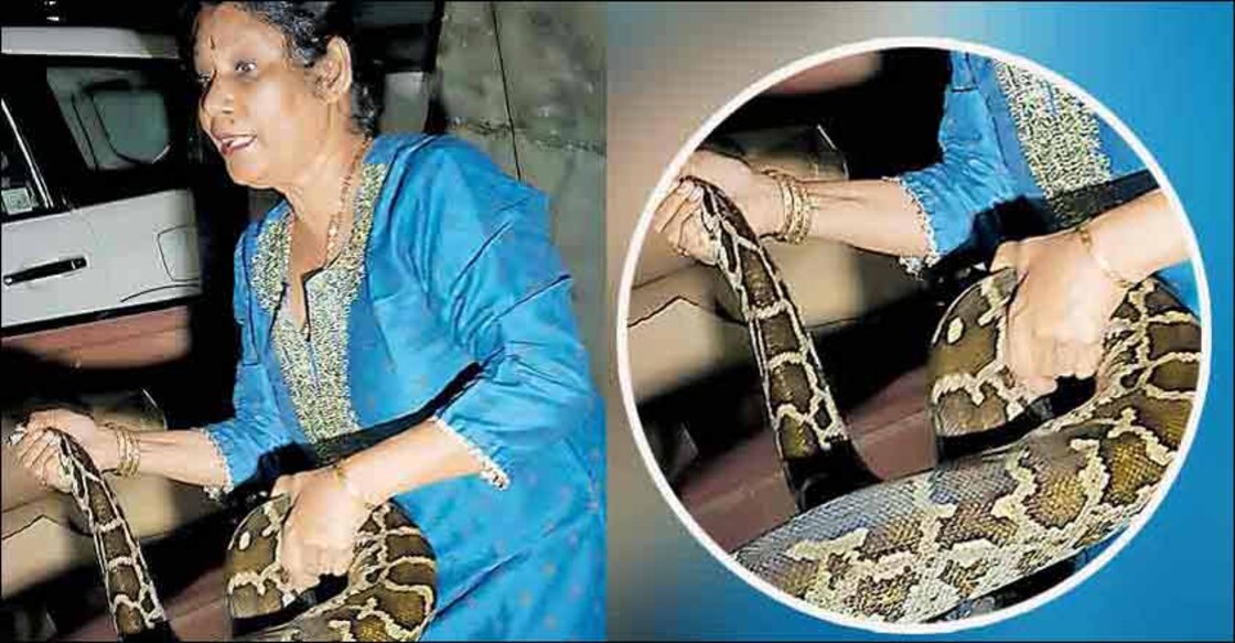 Kochi now has a venomous tag – Kerala's Snake City!