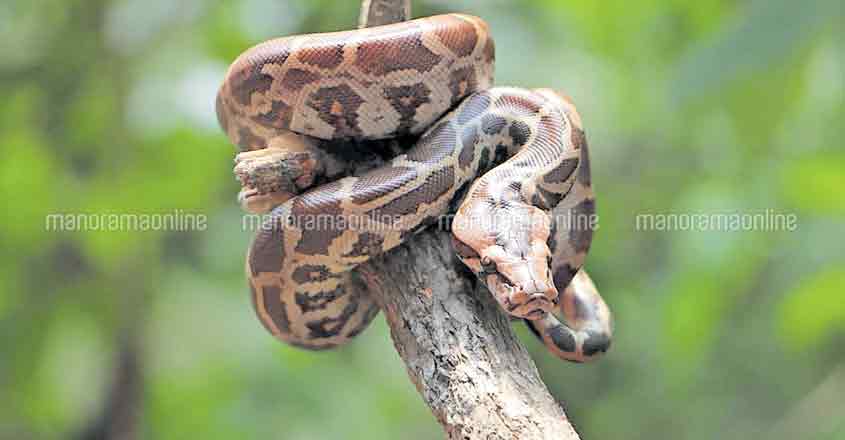 Kochi now has a venomous tag – Kerala's Snake City! Kochi now has a venomous tag – Kerala's Snake City!