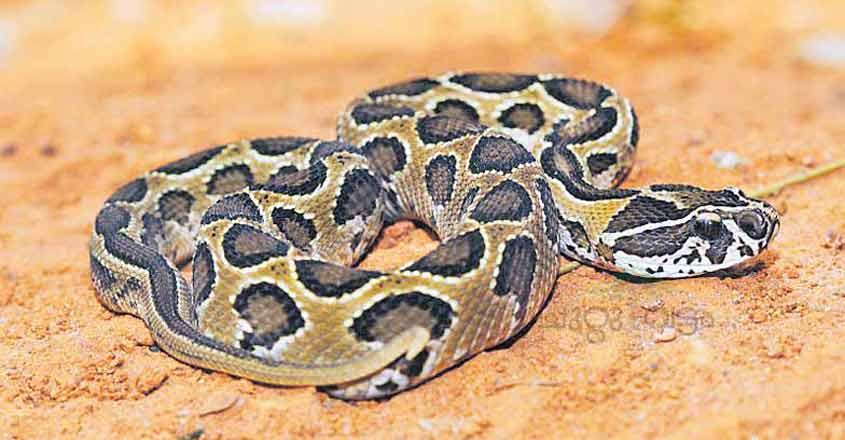 Viper hiding in shirt bites teen on eyebrow | District News | Manorama ...