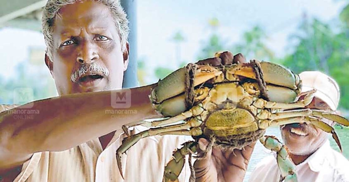 Mud crabs prove elusive; fishers blame waste, silt accumulation 