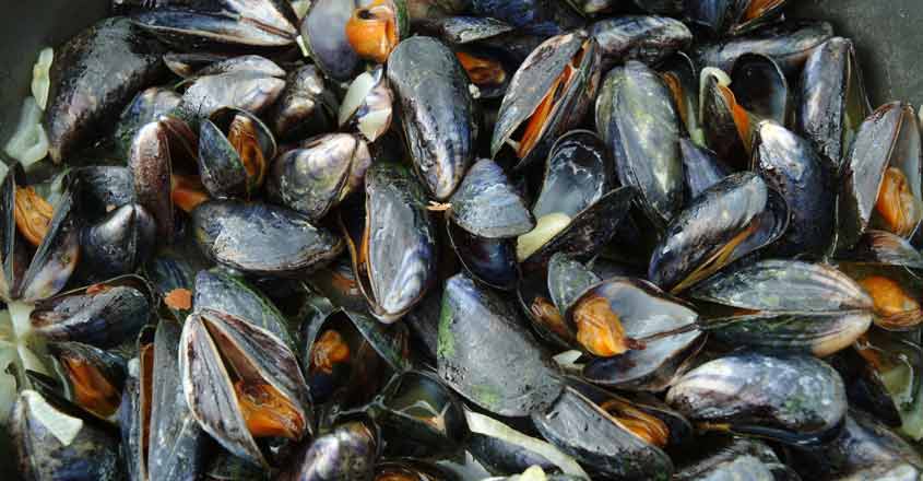 Mussels farming helps flood-hit Kerala village Mussels farming helps flood-hit Kerala village