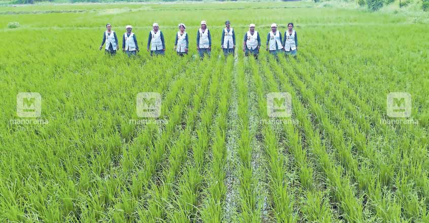 ernakulam-paddy-farm ernakulam-paddy-farm
