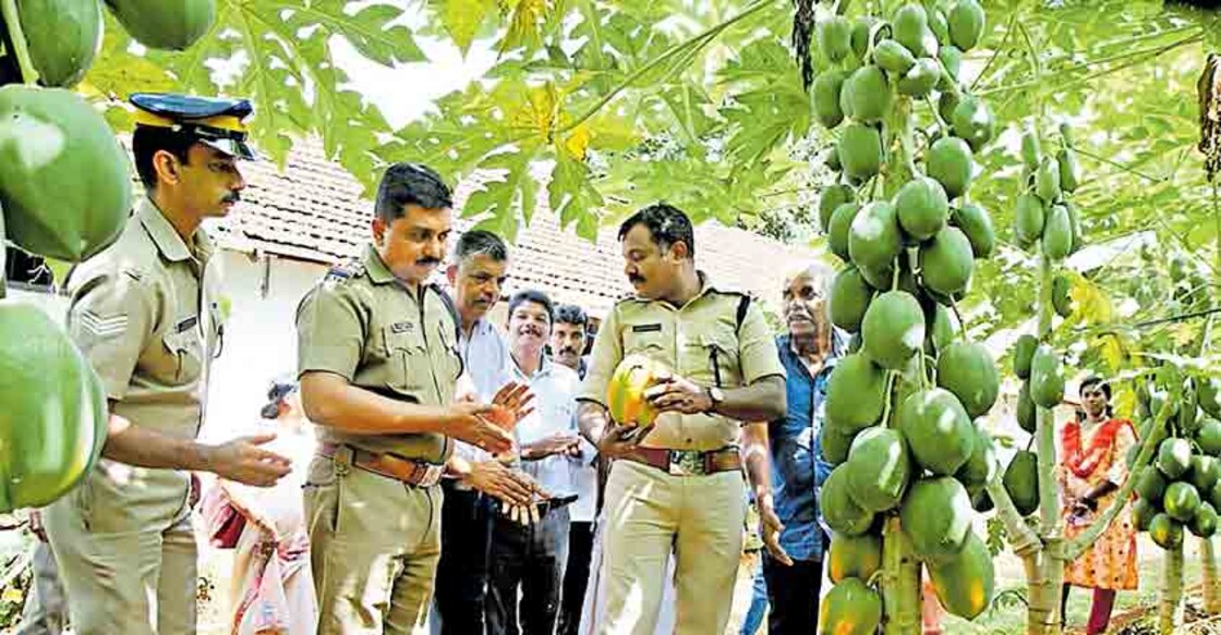 Cops turn derelict plot into papaya orchard
