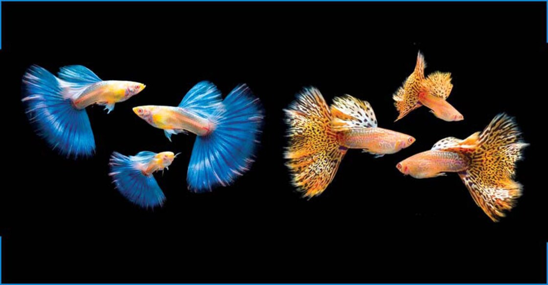 Guppy is no small fry, national contest in the offing as Kerala eyes export