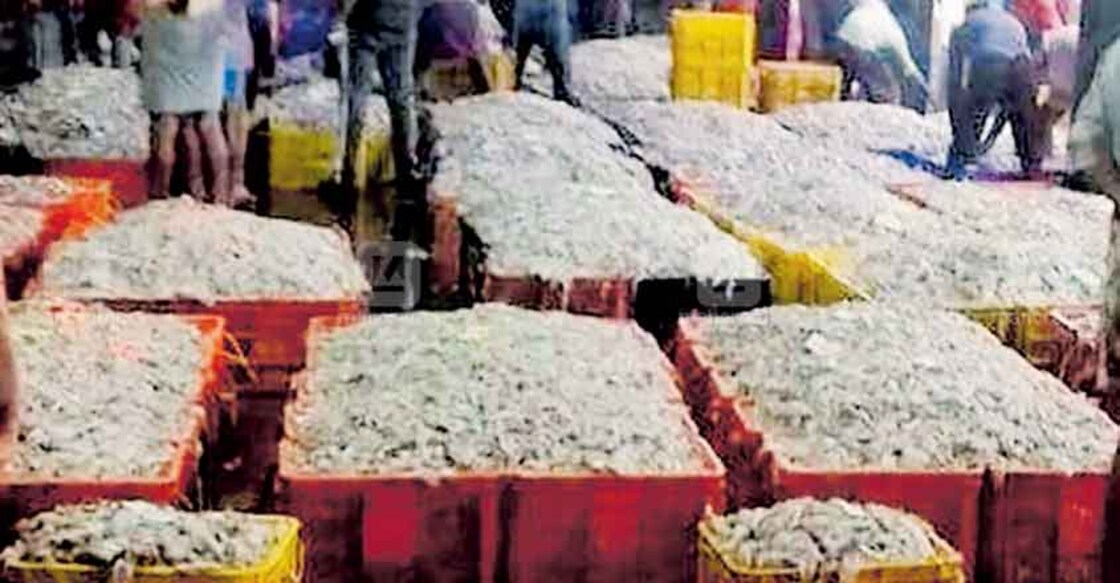 Immature fish sold at throwaway prices at Vypin