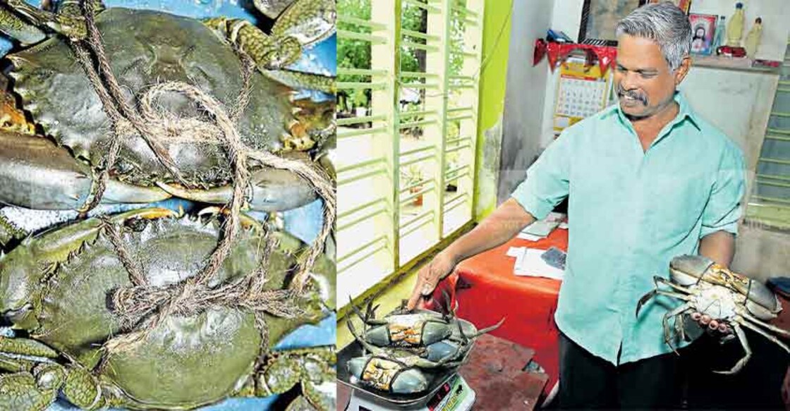 Mud crab farmers are making a fortune