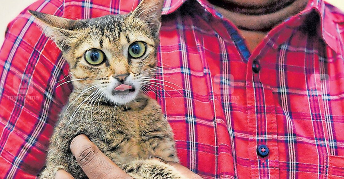 Animal lovers queue up to adopt Metro Mickey, the kitten rescued from Kochi Metro pillars