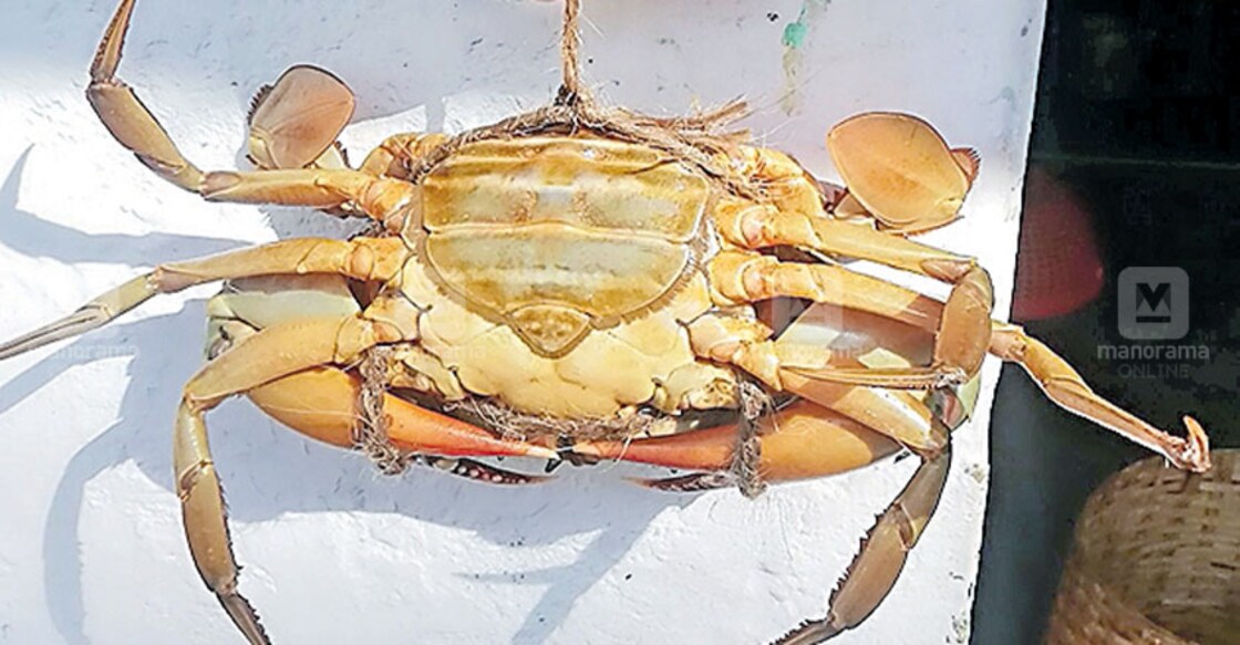 Crab exports hit amid coronavirus scare in China
