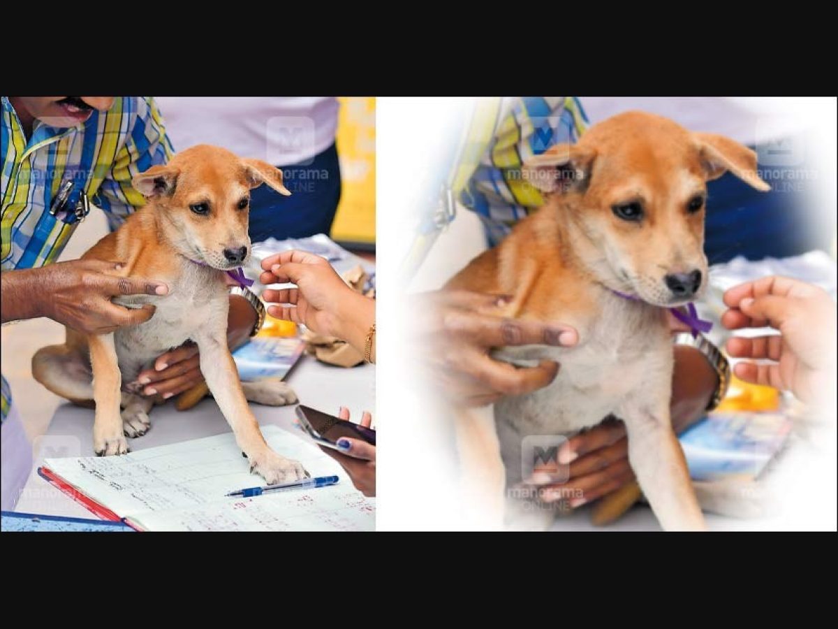 Adopt a pet, head to Kochi camp | Ernakulam News | Manorama English