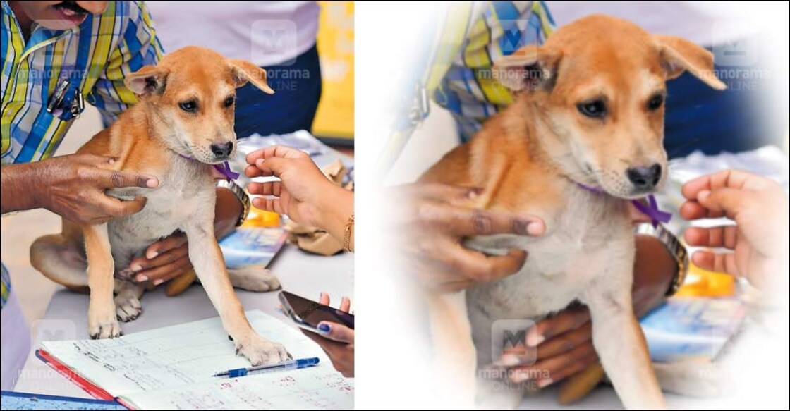 Adopt a pet, head to Kochi camp