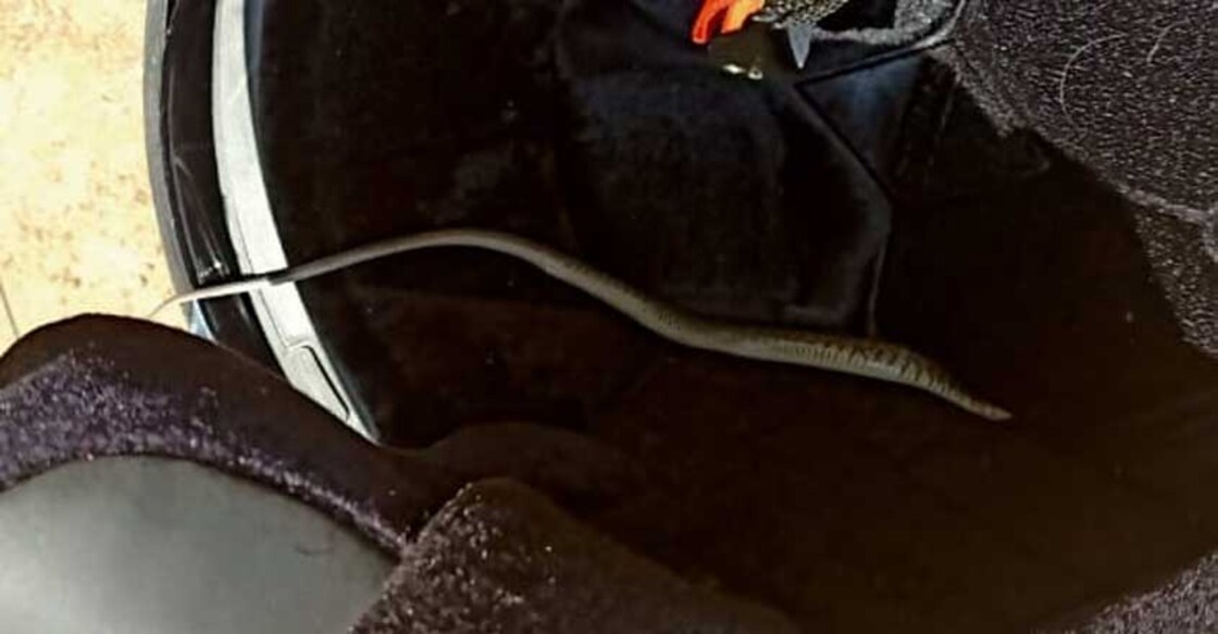 Biker rides 11km with highly venomous snake in helmet!