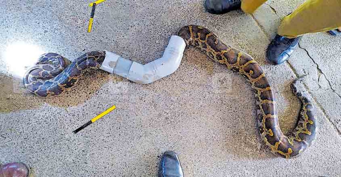 kochi-python