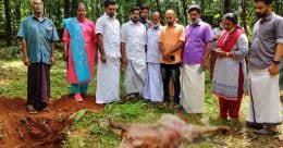 Wild elephant kills farmer's calf in Kothamangalam Wild elephant kills farmer's calf in Kothamangalam