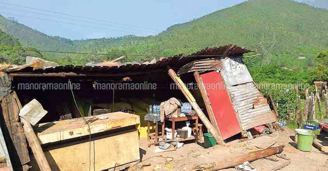 Shops, crops destroyed as elephants run amok 