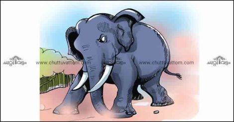 Thirsty elephants stomp on human habitats. Foresters might have a plan
