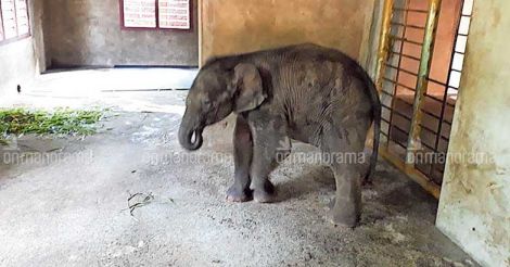 Orphaned elephant calf gets special care at rehab