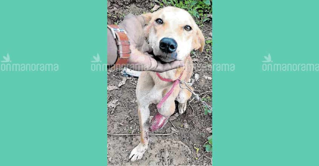 Stray dog gets a fresh lease of life thanks to social media