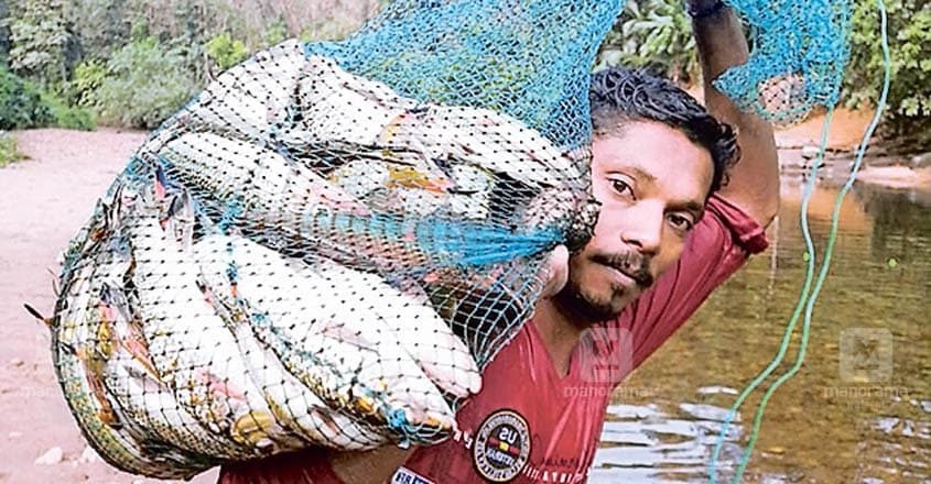 Arakkulam folks haul in 100 kg fish from Malankara dam Arakkulam folks haul in 100 kg fish from Malankara dam