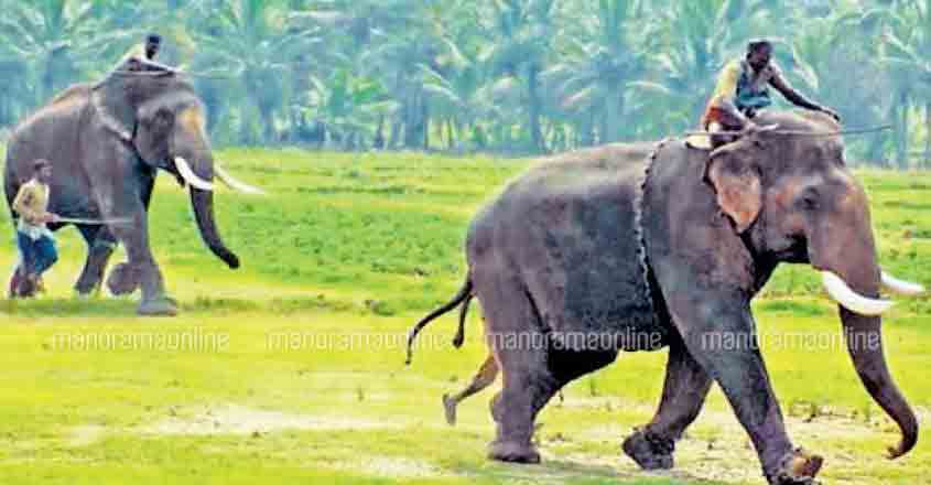 Idukki-Kumki-Chinnathambi