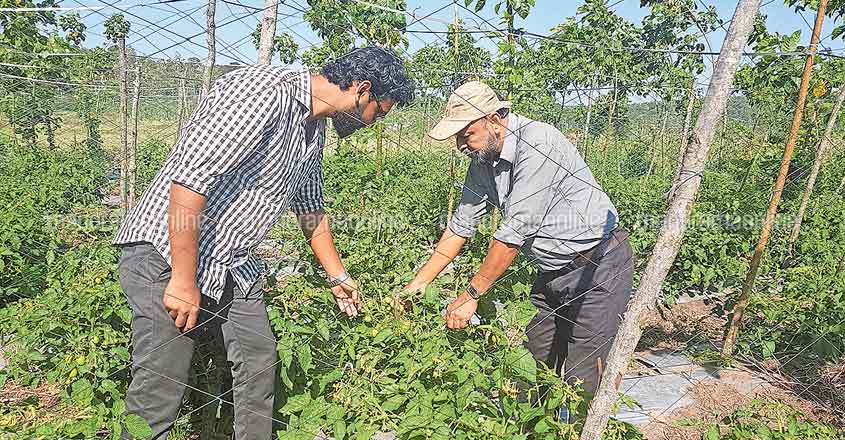 Young engineer crafts a rewarding career as farmer Young engineer crafts a rewarding career as farmer
