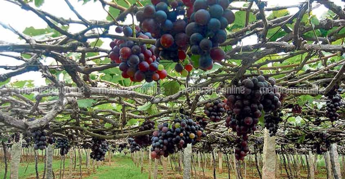 Vineyards attracting tourists