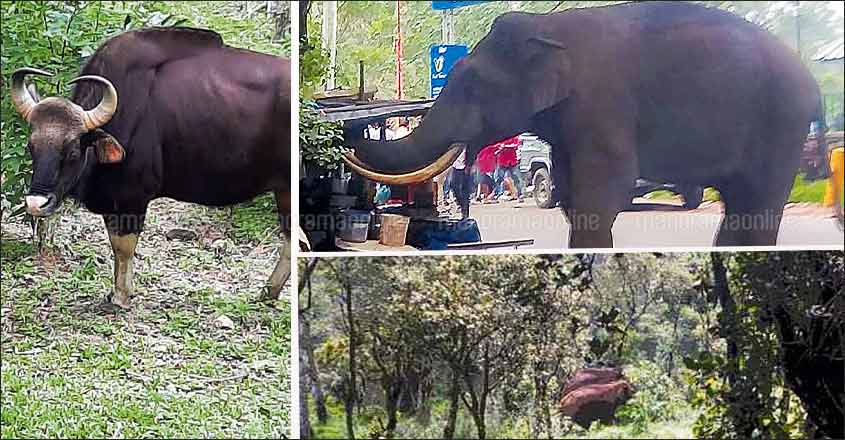 Jungle comes calling in Kerala's hilly villages Jungle comes calling in Kerala's hilly villages