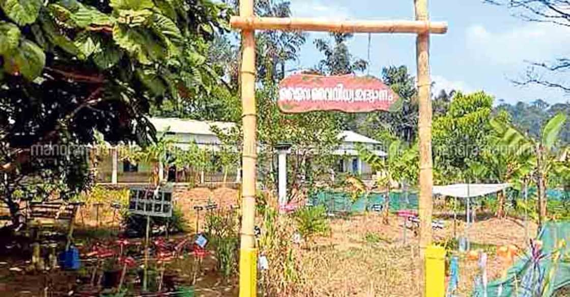 Kanjikuzhi school's lofty bonding with nature Kanjikuzhi school's lofty bonding with nature