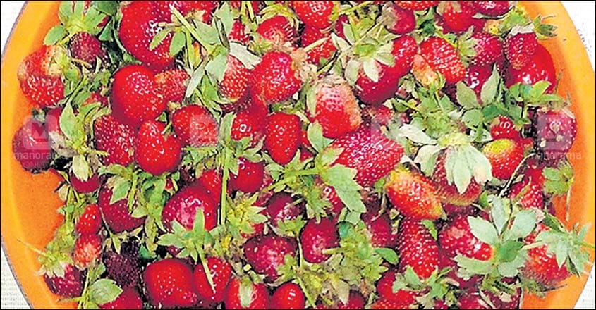 Strawberry sales slump but now used to make jam & wine in Idukki Strawberry sales slump but now used to make jam & wine in Idukki