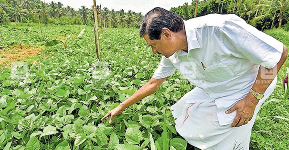 Minister MM Mani, MLA PJ Joseph busy in their farms during lockdown Minister MM Mani, MLA PJ Joseph busy in their farms during lockdown