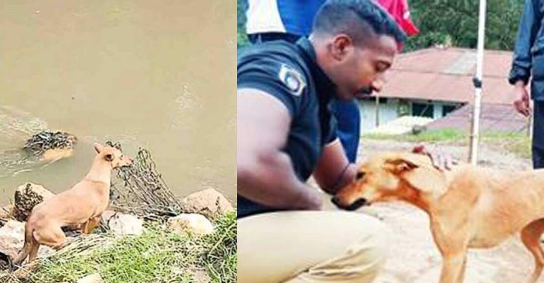 Pettimudi tragedy: Pet dog Kuvi to be part of police squad